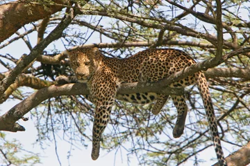 Tuinposter luipaard zoekt ontspanning op boom © biamiti