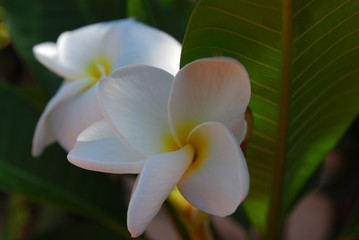 plumeria