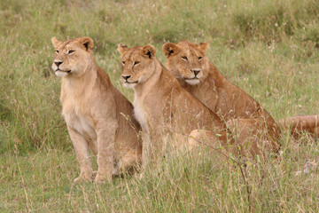 Fototapeta na wymiar młodych lwów w Serengeti