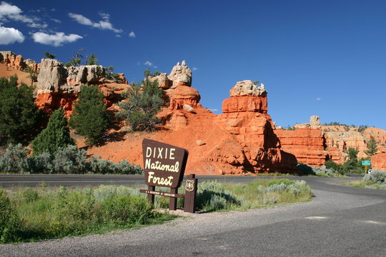 dixie national forest