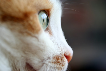 katze