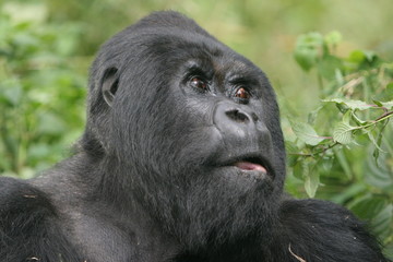 silberrücken mit erstauntem blick