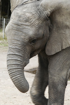 africa elephant (loxodonta africana)