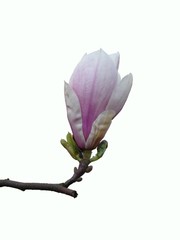 magnolien makro der blüte