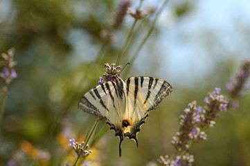 Fototapeta premium butterfly