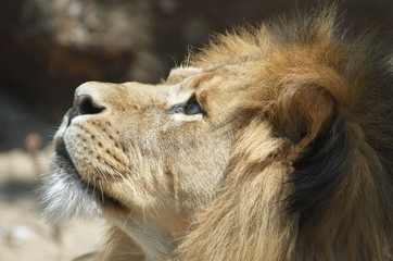 Obraz na płótnie Canvas samiec lwa