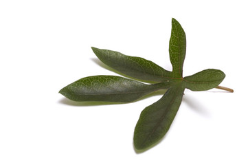 maracuja leaf