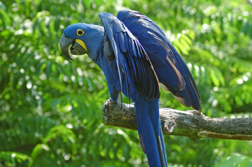 ara hyacinthe © jakezc