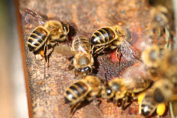 abeilles 