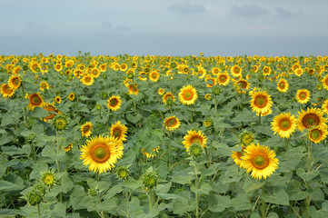 Obraz premium field of sunflowers