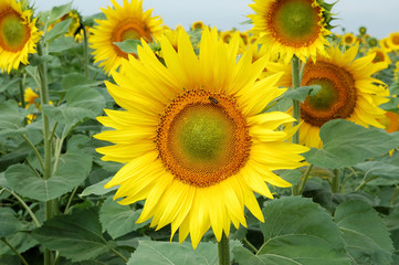 sunflower with bee