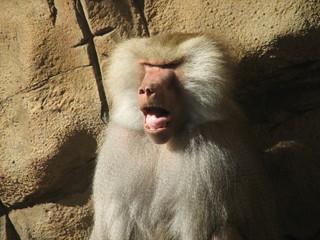 baboon