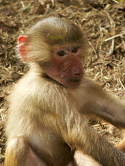 baboon infant