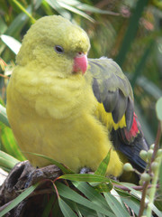 regent parrot