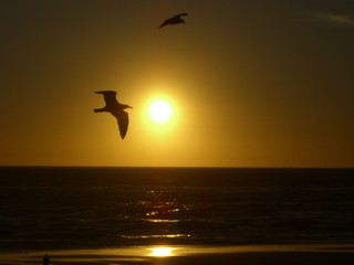 sonnenuntergang auf sylt mit möwe