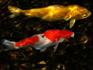 koi