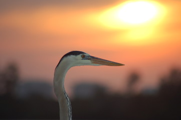 blue heron sunset