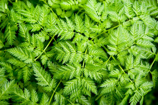 Fern Pattern