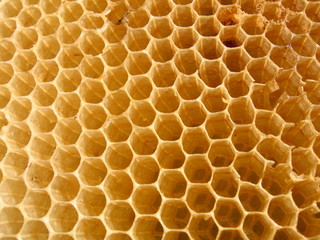 honeycomb - 945337