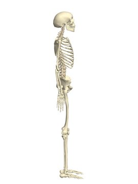 human skeleton