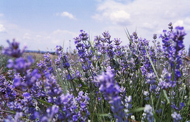 bush of lavender