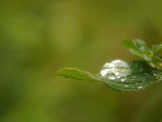 leaf with rain drop