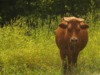 brown cow in nature