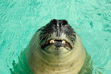 phoque © Surflifes