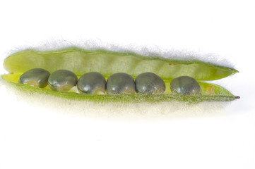 Obraz premium green bean