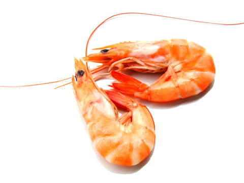 two shrimps
