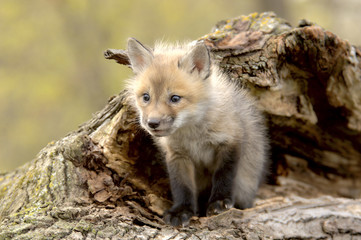 red fox pup (vulpes vulpes) lookiing camera left.