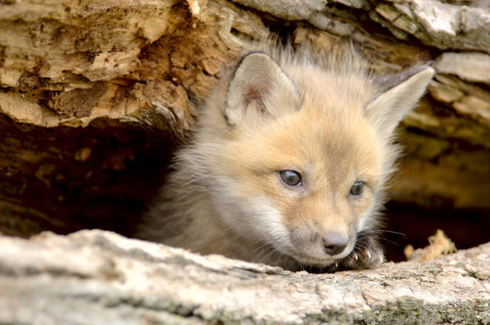 red fox pup (vulpes vulpes) looking camera right.
