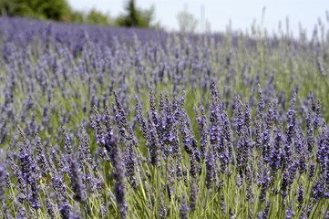 lavender
