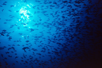 trigger fish