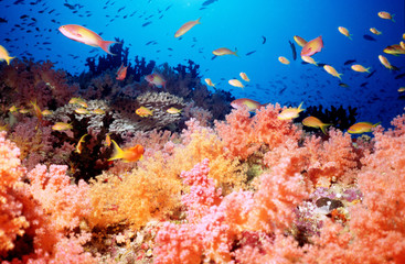 récif de corail mou