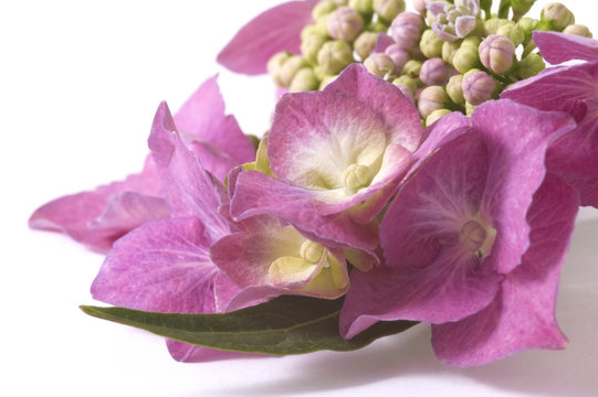 hydrangea