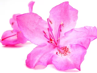 Fototapeten rhododendron © emmi