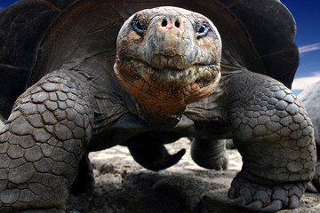 galapagos giant turtle