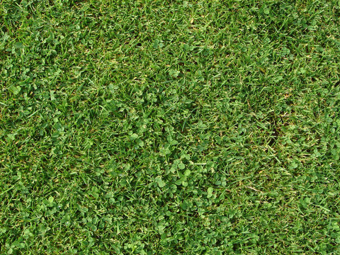 soccer grass detail