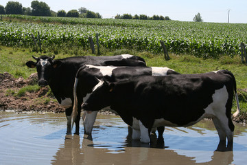 vaches au point d'eau