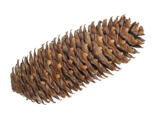 an old cone of a fir