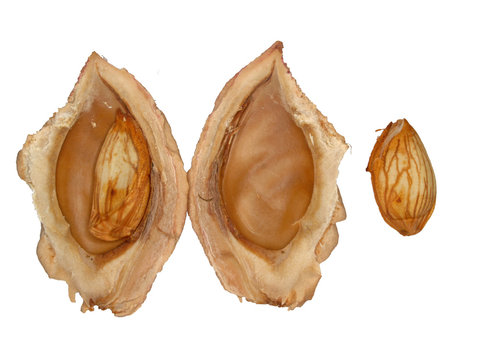 a stone and a sead of nectarine fruit