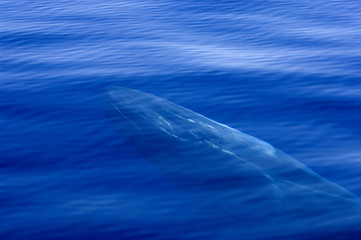 Obraz premium baleine