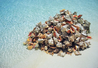 Obraz na płótnie Canvas pile of conch shells