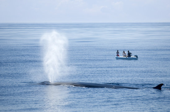 baleine