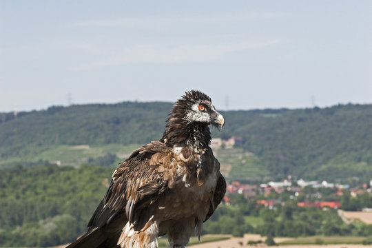 bartgeier