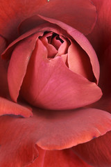 Obrazy na Szkle  czerwona róża 02