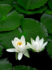 Fototapeta premium blossom lotus flower