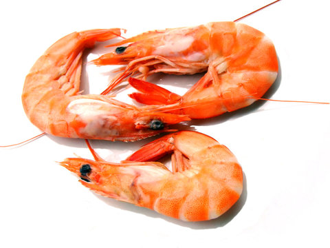three shrimps