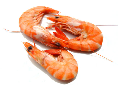 three shrimps